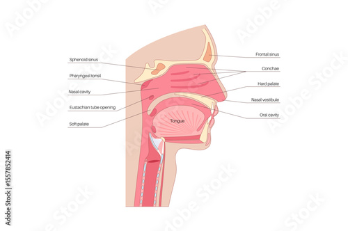 Nasal cavity poster