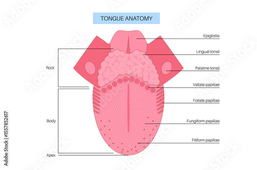 Human tongue poster