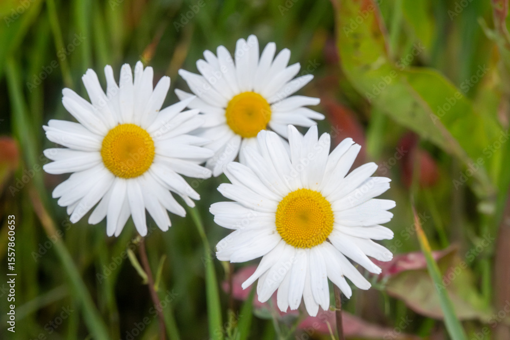 Obraz premium Close-up of three blooming white daisies with yellow centers in a natural green meadow. Macro shot of white daisy flowers with vibrant yellow disks surrounded by grass and foliage.