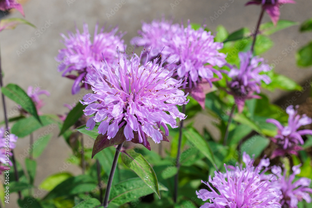 Fototapeta premium Close-up of fragrant pink monarda flowers in a garden.