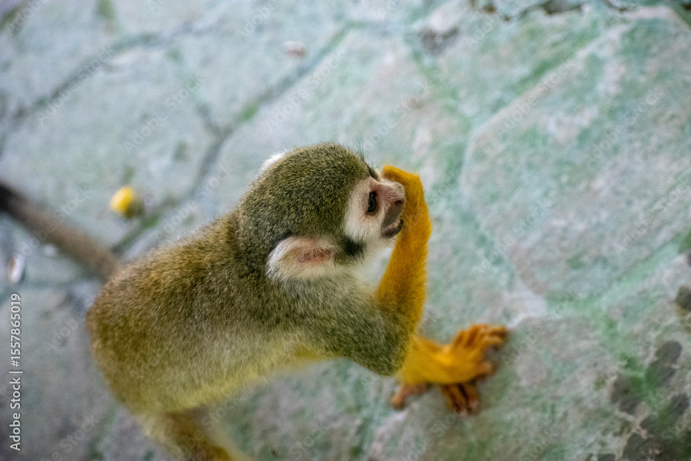Obraz premium Tropical Wildlife Park with Animals