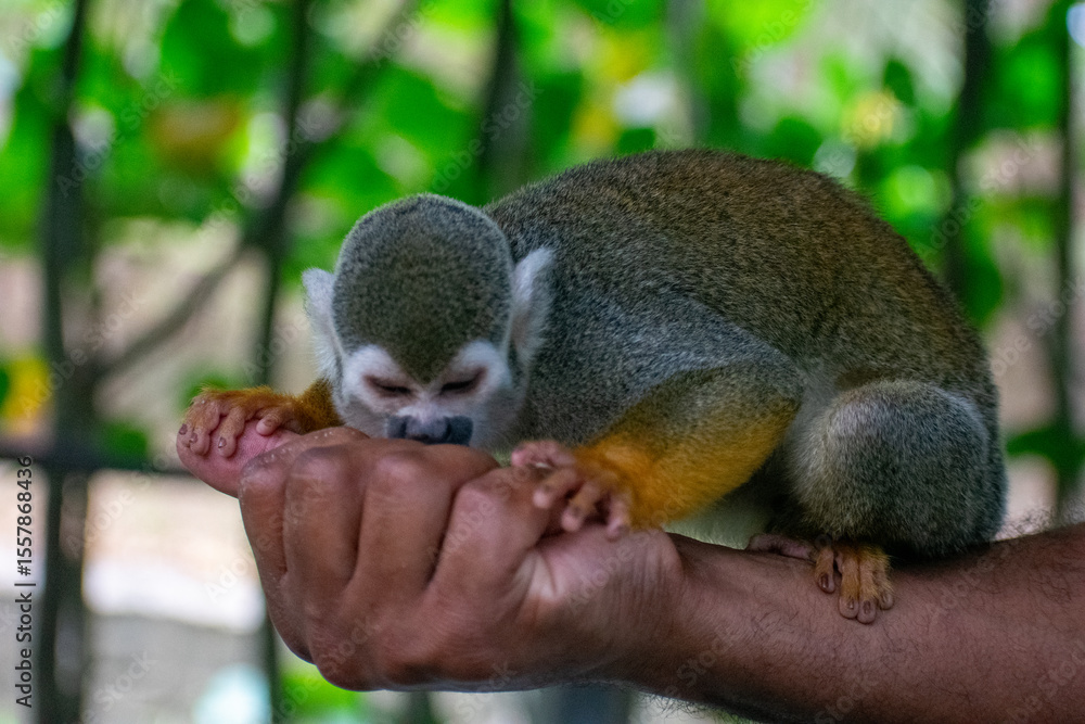 Fototapeta premium Tropical Wildlife Park with Animals