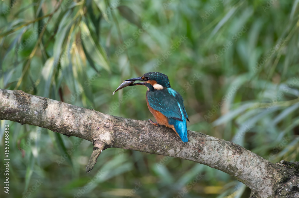 Obraz premium kingfisher, common kingfisher, alcedo atthis