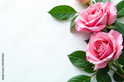 Elegant pink roses and lush green leaves on a pristine white background , beauty, pastel