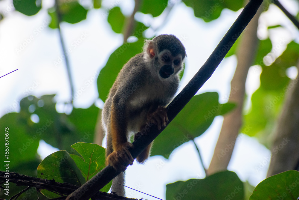 Obraz premium wildlife, animals, tropical, park, marine, dolphin, capybara, rodent, mammal, parrot, bird, nature, outdoors, exotic, Caribbean, Puerto Plata, Dominican Republic, ocean, water, zoo, sanctuary, aquatic