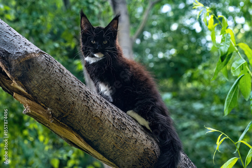 A big black maine coon kitten sitting on a tree in a forest in summer.