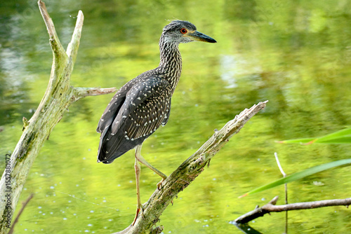 Obraz na plátne black crowned night heron