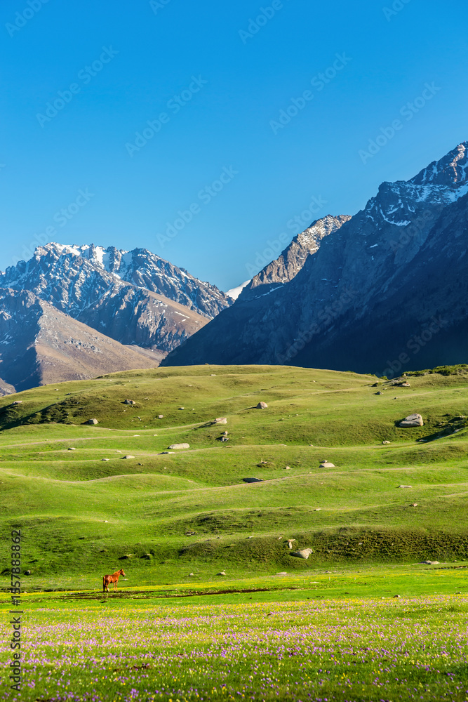 Kyrgyzstan nature landscape. Beautiful green alpine meadows with horse and purple yellow flowers against Tien-Shan mountains in Kyrgyzstan. Kyrgyzstan nature landscape. Beautiful green alpine meadows with horse and purple yellow flowers against Tien-Shan mountains in Kyrgyzstan.