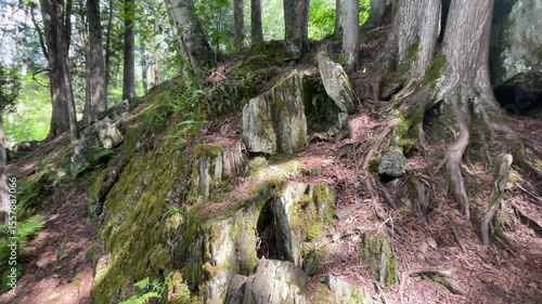 Mossy rocks in the forest