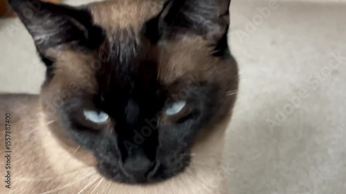siamese cat with blue eyes