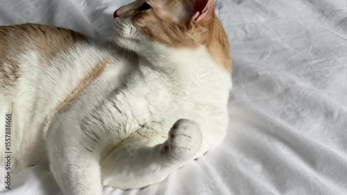 White cat grooming on white bed