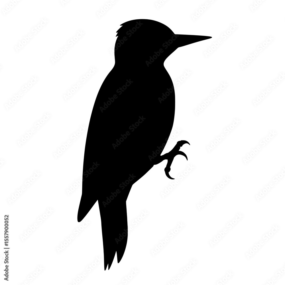 Fototapeta premium Silhouette of a Hairy Woodpecker Perched Gracefully Against a White Background