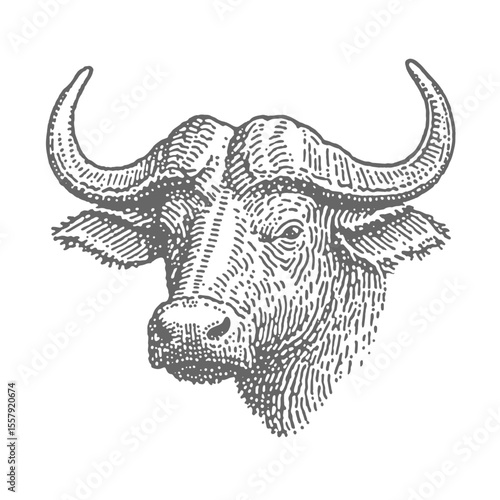 Hand Drawn Buffalo Head. Vintage rough woodcut engraving linocut style vector illustration.