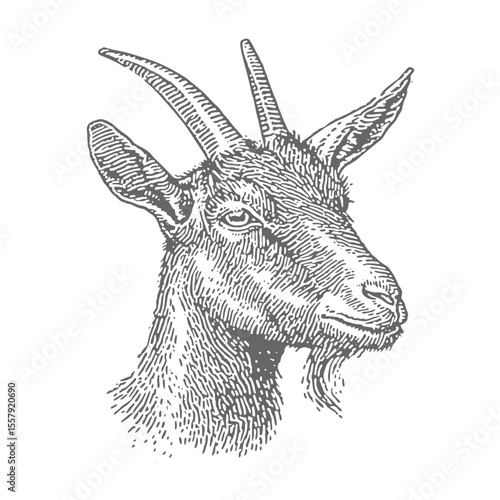 Hand Drawn Goat Head. Vintage rough woodcut engraving linocut style vector illustration.