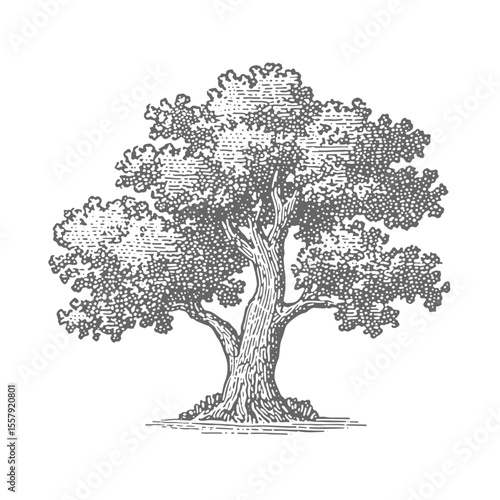 Hand Drawn Oak Tree. Vintage rough woodcut engraving linocut style vector illustration.
