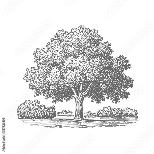 Hand Drawn Tree. Vintage rough woodcut engraving linocut style vector illustration.