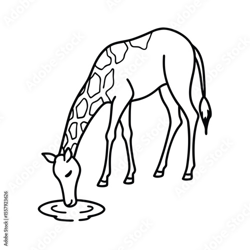 Giraffe bending down to sip from pond in fine lines Vector illustration