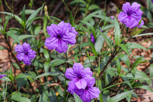 Photos Blooming Ruellia simplex flowers in purple shade across moist green grass patch