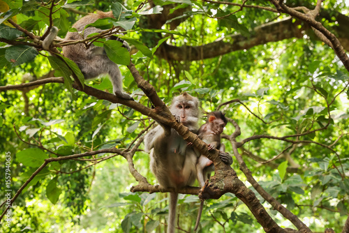 Tableau sur toile Cute monkeys on tree branch in forest