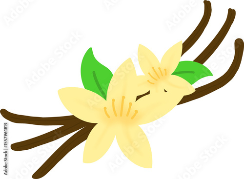 바닐라꽃과 바닐라빈 일러스트