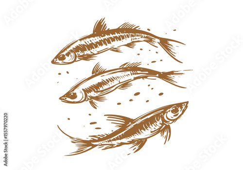 Minnow Fish Hand Drawn Natural Illustration Vector Isolated by AZ for Books, Arts, Design and Decoration Graphic Asset
