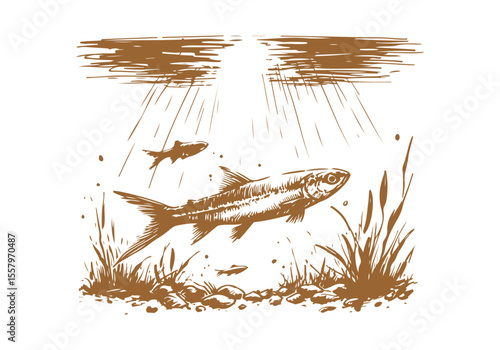 Minnow Fish Hand Drawn Natural Illustration Vector Isolated by AZ for Books, Arts, Design and Decoration Graphic Asset
