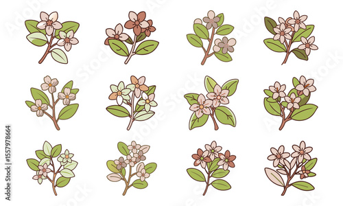 Bundle Waxflower Small Clustered Pink Blossoms Fine Bot (5) 187 Waxflower Small Clus