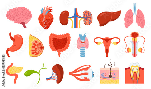 Human organs set. Cartoon lung, brain, heart kidneys, liver stomach, chest intestines, reproductive system female male, skin hair tooth eye, body elements collection. Vector flat illustration icon set