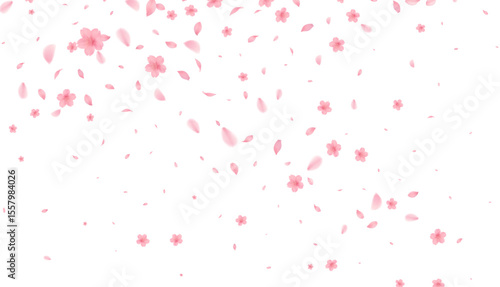 Cherry Blossoms Japanese Pattern Watercolor Background  from full bloom in spring fluttering in the wind on a white background