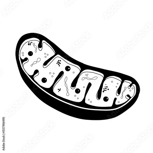 Monochrome icon of a mitochondrion in cross-section. This detailed vector illustration highlights the inner and outer membranes, the folded inner structures known as cristae, the mitochondrial matrix