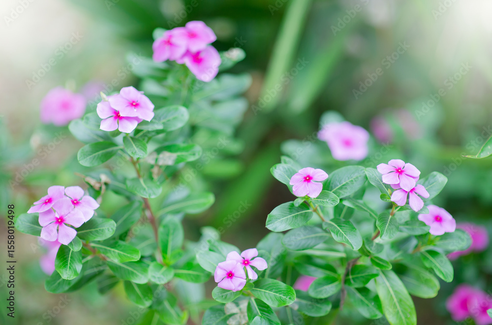 Naturally colorful flowers and fairy lights Naturally colorful flowers and fairy lights