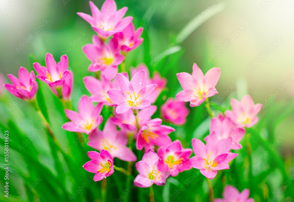Naturally colorful flowers and fairy lights Naturally colorful flowers and fairy lights