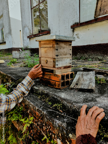 Elderly beekeepers managing stingless bee hive on bricks in rustic outdoor setting, Tetragonisca angustula
