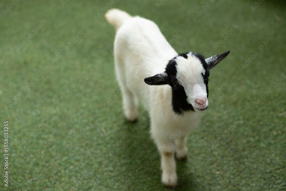 Obraz premium Young goat with black and white fur standing on green grass, looking curious and lively in natural outdoor setting