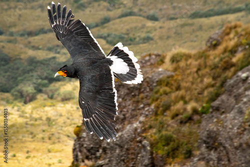 Carunculated caracara, also known as Curiquingue. Pasochoa, Ecuador