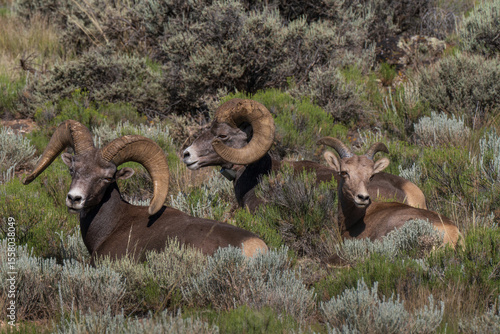 Three male rocky mountain bighorn sheep seen in Taos New Mexico