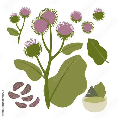 Stylized Botanical Art of Medicinal Herb Burdock, Arctium lappa, Plant, Folliage, Flower, Fruit, Seed