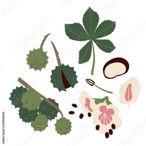 Stylized Botanical Art of Medicinal Herb Horse Chestnut, Aesculus hippocastanum, Plant, Folliage, Rhizome
