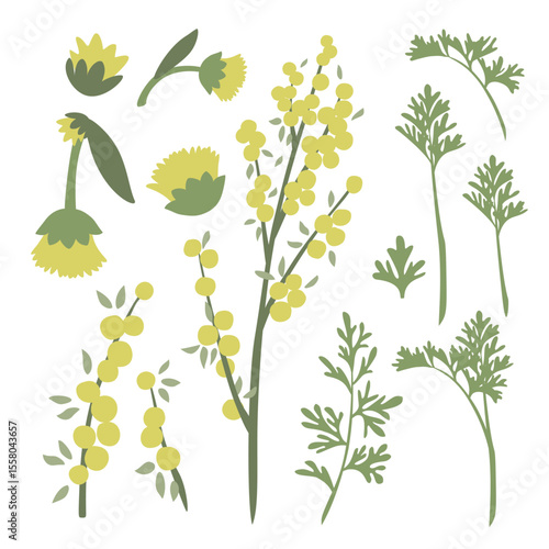 Stylized Botanical Art of Medicinal Herb Wormwood, Artemisia absinthium, Plant, Folliage, Flower, Fruit, Seed