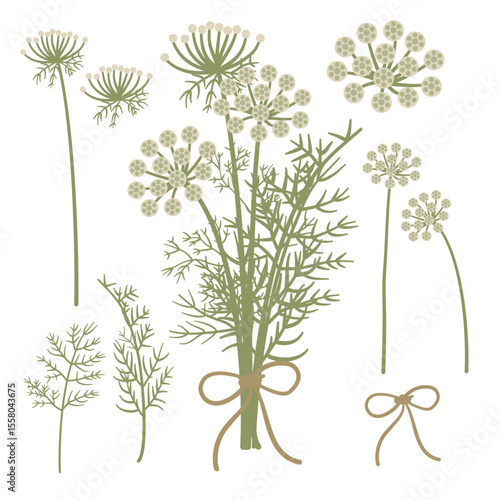 Stylized Botanical Art of Medicinal Herb Visnaga, Ammi Visnaga, Plant, Folliage, Flower