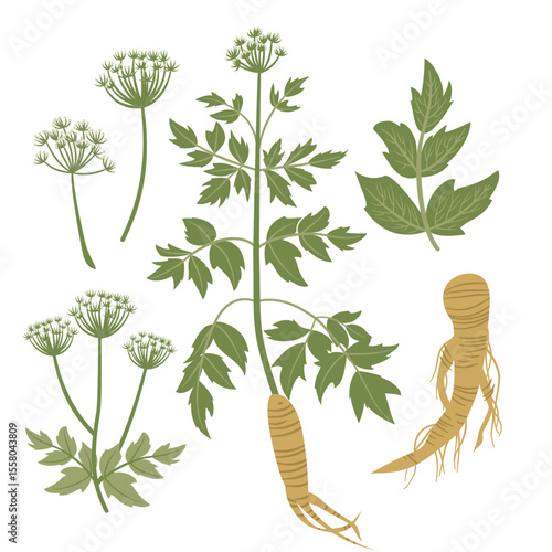 Stylized Botanical Art of Medicinal Herb Dong Quai, Anglelica sinensis, Plant, Folliage, Flower