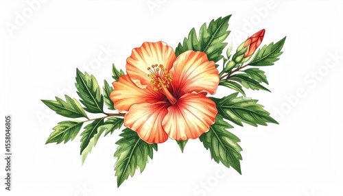 Vibrant Hibiscus Flower Illustration with Green Leaves on White Background Perfect for Tropical or Floral Designs
