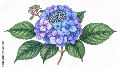 Beautiful hand-drawn hydrangea flower illustration with vibrant blue shades and detailed green leaves against a clean white background