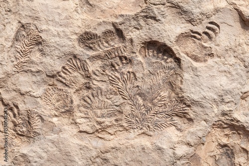 A detailed view of plant fossils embedded in stone, showcasing intricate patterns and textures, revealing ancient life.