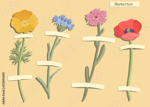 vector collage with flowers, Eschscholzia, blue cornflower, maiden pink and red poppy, creative composition, herbarium imitation, dried wild plants