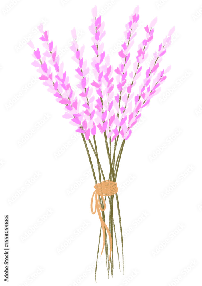 Fototapeta premium A small bunch of lavender tied with twine illustration.