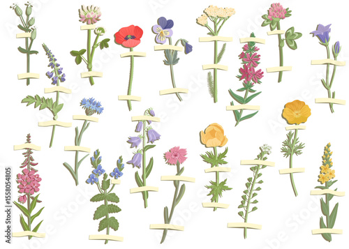 vector set of collage elements, wild flowers, creative composition, herbarium imitation, dried field plants