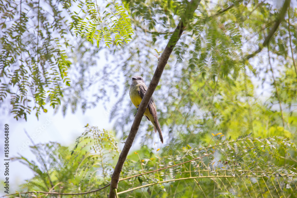 Tirano Tropical Kingbird Tyrannus melancholicus Low angle view of bird perching on branch Tirano Tropical Kingbird Tyrannus melancholicus Low angle view of bird perching on branch