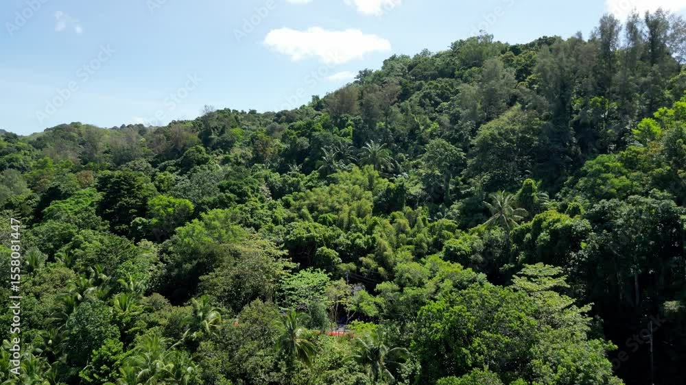 Lush Tropical Jungle Near Coastline, Thailand Lush Tropical Jungle Near Coastline, Thailand