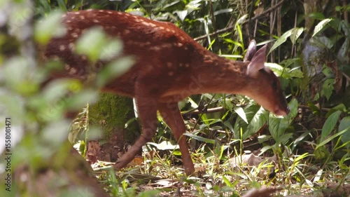 Red brocket deer grazing peacefully among thick Amazon vegetation is alerted by something in Peru's wild forest.